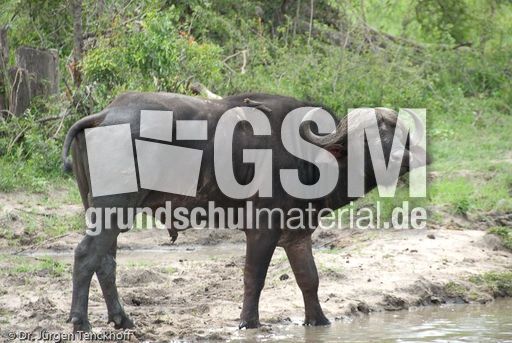 Afrikanischer Büffel (46 von 102).jpg